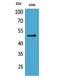 Western Blot - Anti-EEF1A-pan (acetyl Lys41) Antibody (D12106) - Antibodies.com