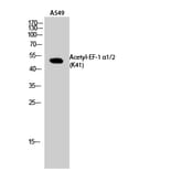 Western Blot - Anti-EEF1A-pan (acetyl Lys41) Antibody (D12106) - Antibodies.com