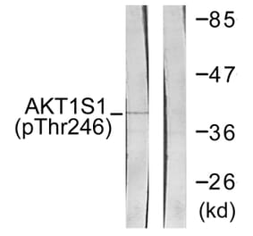 Western Blot - Anti-Akt1 S1 (phospho Thr246) Antibody (A0453) - Antibodies.com
