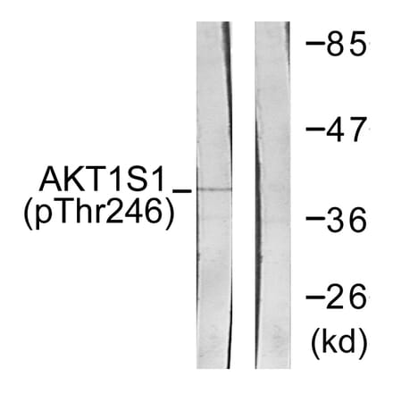 Western Blot - Anti-Akt1 S1 (phospho Thr246) Antibody (A0453) - Antibodies.com