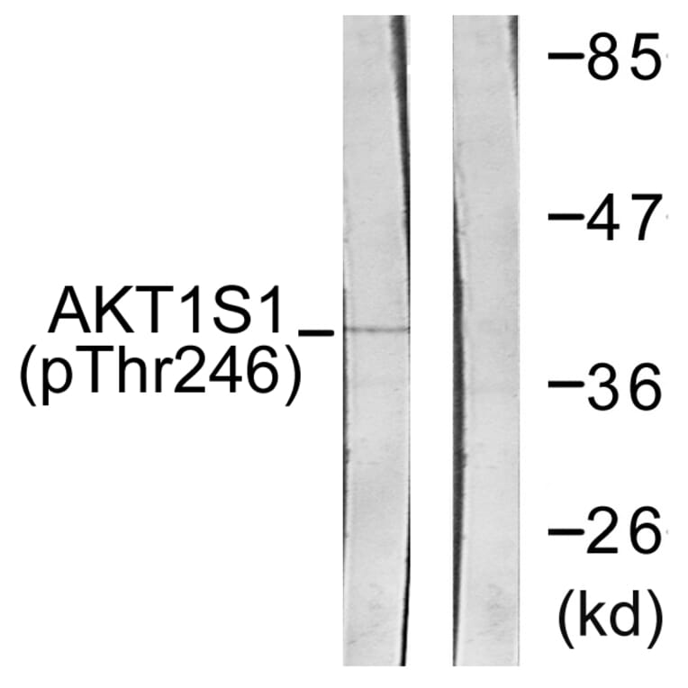 Western Blot - Anti-Akt1 S1 (phospho Thr246) Antibody (A0453) - Antibodies.com