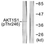 Western Blot - Anti-Akt1 S1 (phospho Thr246) Antibody (A0453) - Antibodies.com