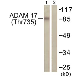Western Blot - Anti-ADAM 17 (phospho Thr735) Antibody (A0763) - Antibodies.com