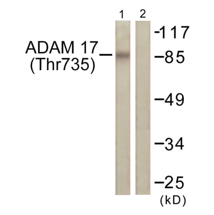 Western Blot - Anti-ADAM 17 (phospho Thr735) Antibody (A0763) - Antibodies.com