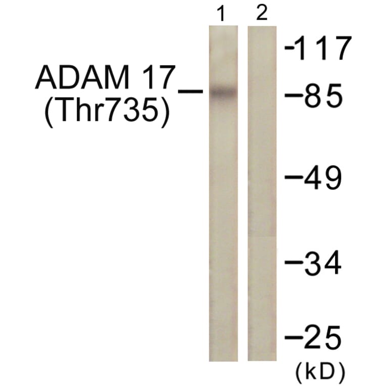 Western Blot - Anti-ADAM 17 (phospho Thr735) Antibody (A0763) - Antibodies.com