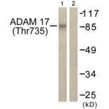 Western Blot - Anti-ADAM 17 (phospho Thr735) Antibody (A0763) - Antibodies.com