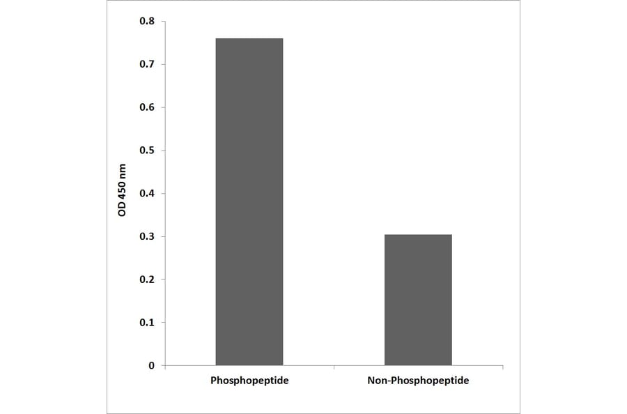ELISA - Anti-NMDAR1 (phospho Ser896) Antibody (P12-1037) - Antibodies.com
