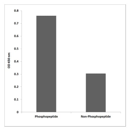 ELISA - Anti-NMDAR1 (phospho Ser896) Antibody (P12-1037) - Antibodies.com