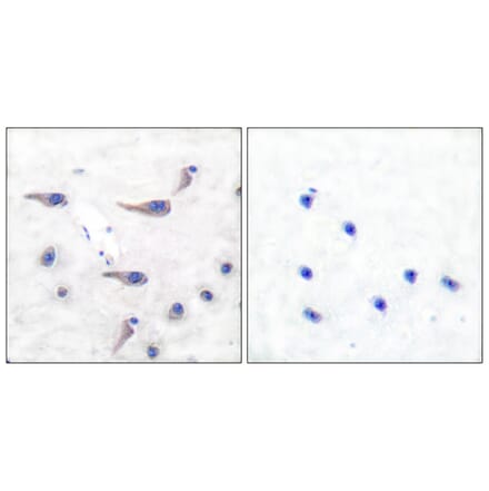 Immunohistochemistry - Anti-MARCKS (phospho Ser163) Antibody (A7143) - Antibodies.com