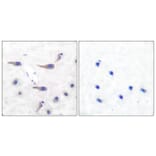 Immunohistochemistry - Anti-MARCKS (phospho Ser163) Antibody (A7143) - Antibodies.com