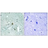 Immunohistochemistry - Anti-IP3R1 (phospho Ser1764) Antibody (A8355) - Antibodies.com