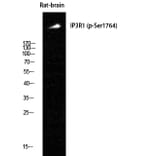 Western Blot - Anti-IP3R1 (phospho Ser1764) Antibody (A8355) - Antibodies.com