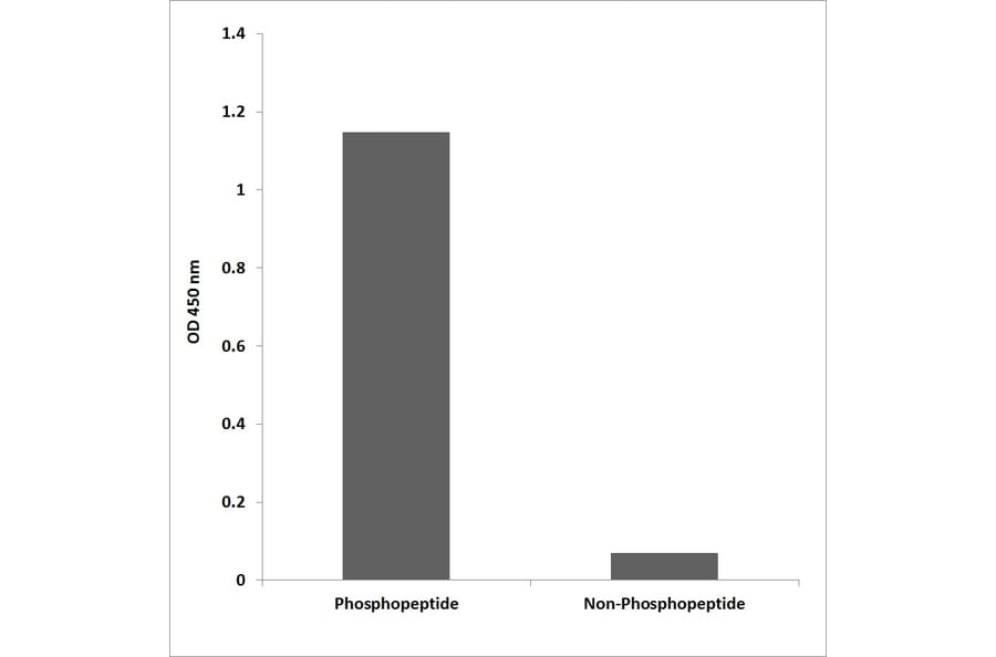 ELISA - Anti-IGF-IR (phospho Tyr980) Antibody (P12-1029) - Antibodies.com