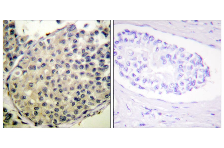 Immunohistochemistry - Anti-eIF4G (phospho Ser1108) Antibody (A0642) - Antibodies.com