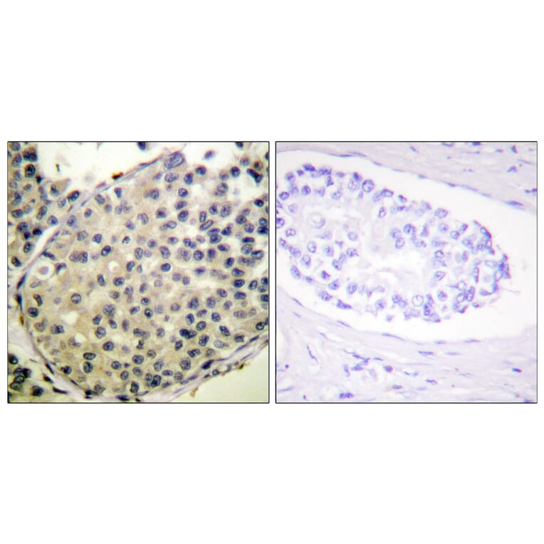 Immunohistochemistry - Anti-eIF4G (phospho Ser1108) Antibody (A0642) - Antibodies.com