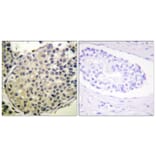 Immunohistochemistry - Anti-eIF4G (phospho Ser1108) Antibody (A0642) - Antibodies.com