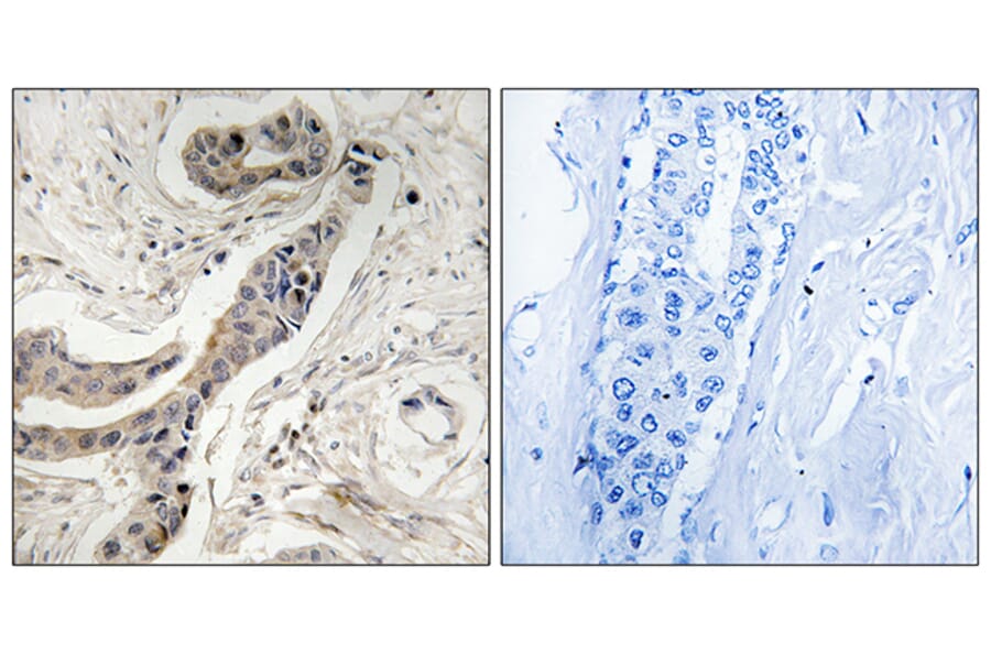 Immunohistochemistry - Anti-BCL-XL (phospho Thr115) Antibody (A8243) - Antibodies.com
