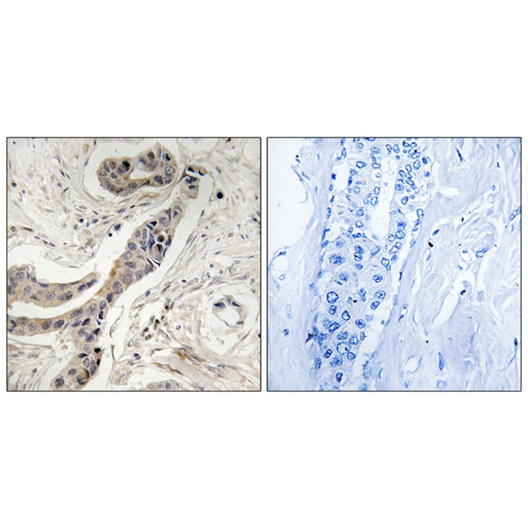 Immunohistochemistry - Anti-BCL-XL (phospho Thr115) Antibody (A8243) - Antibodies.com