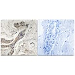 Immunohistochemistry - Anti-BCL-XL (phospho Thr115) Antibody (A8243) - Antibodies.com