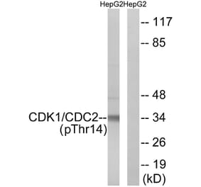 Western Blot - Anti-CDK1 (phospho Thr14) Antibody (A0469) - Antibodies.com