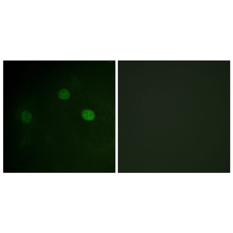Immunofluorescence - Anti-CDK1 (phospho Thr14) Antibody (A0469) - Antibodies.com