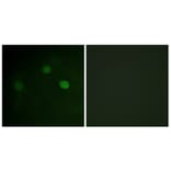 Immunofluorescence - Anti-CDK1 (phospho Thr14) Antibody (A0469) - Antibodies.com