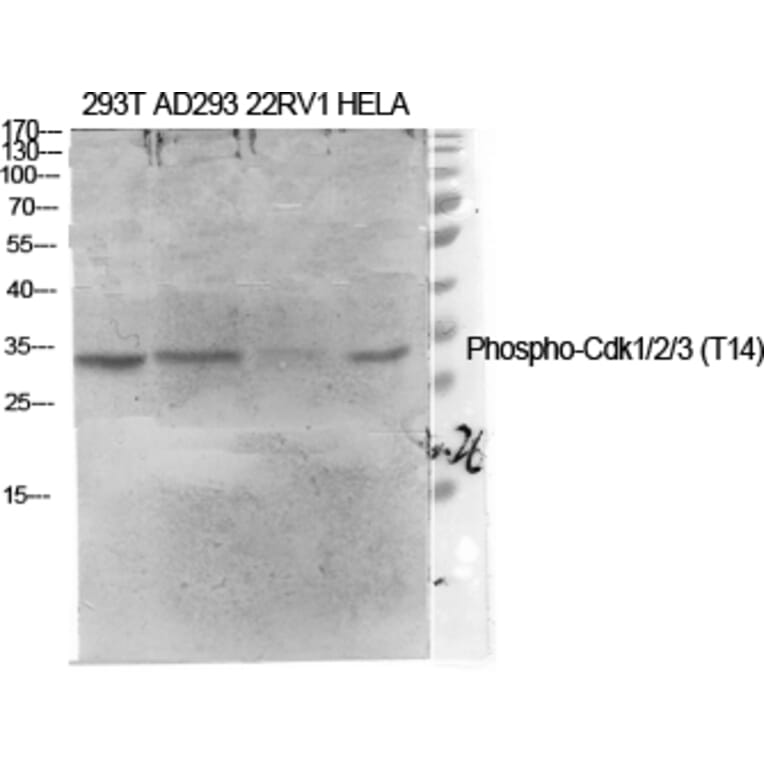 Western Blot - Anti-CDK1 (phospho Thr14) Antibody (A0469) - Antibodies.com