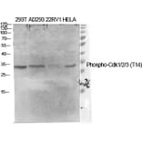 Western Blot - Anti-CDK1 (phospho Thr14) Antibody (A0469) - Antibodies.com