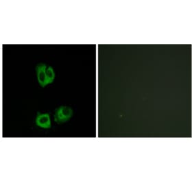 Immunofluorescence - Anti-Lck (phospho Tyr393) Antibody (A7139) - Antibodies.com