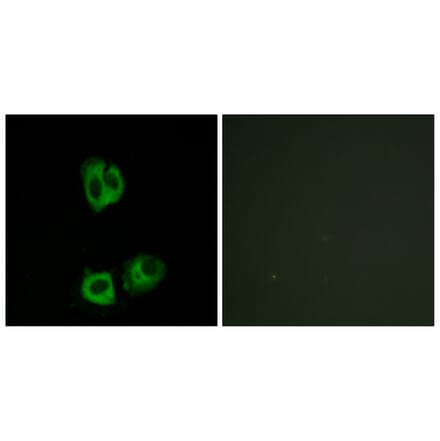 Immunofluorescence - Anti-Lck (phospho Tyr393) Antibody (A7139) - Antibodies.com