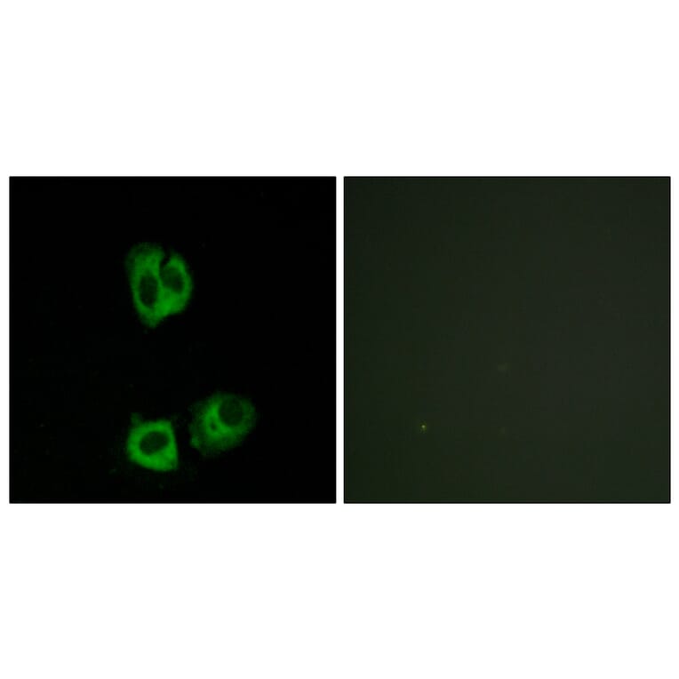 Immunofluorescence - Anti-Lck (phospho Tyr393) Antibody (A7139) - Antibodies.com