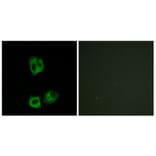 Immunofluorescence - Anti-Lck (phospho Tyr393) Antibody (A7139) - Antibodies.com