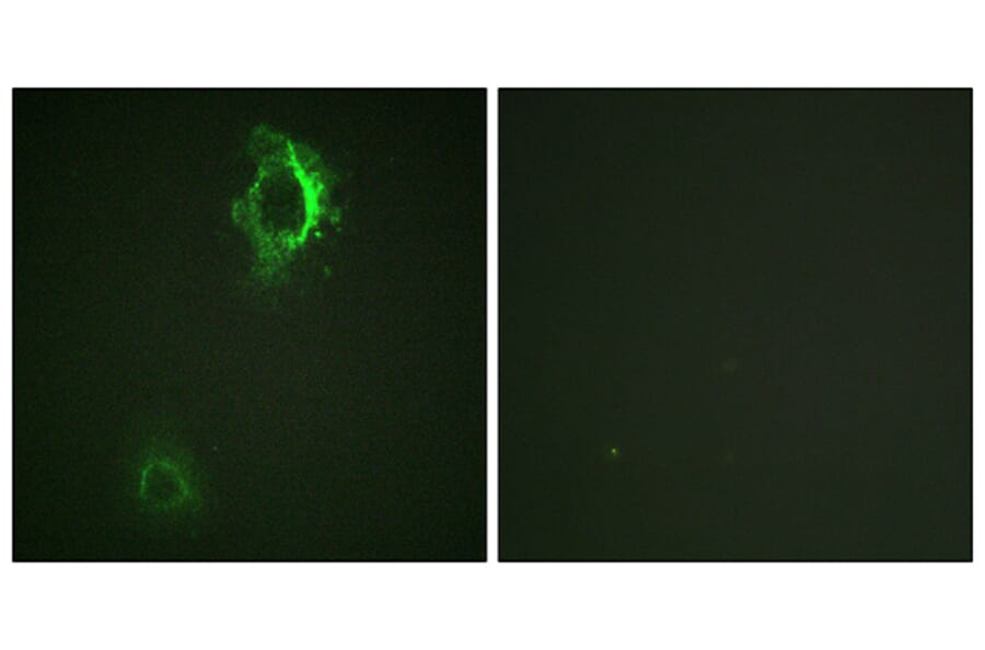 Immunofluorescence - Anti-CD5 (phospho Tyr453) Antibody (A0849) - Antibodies.com
