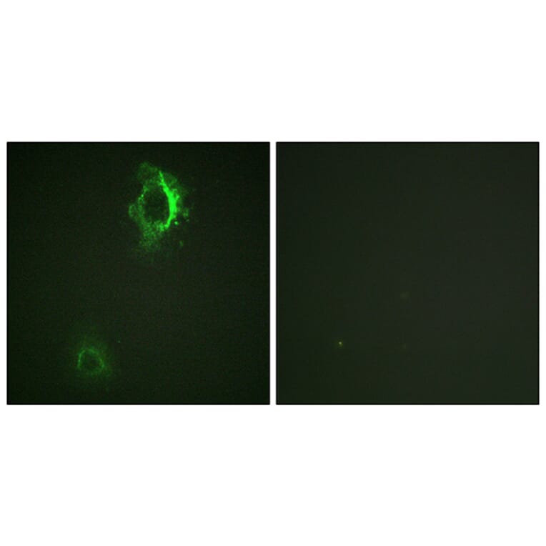 Immunofluorescence - Anti-CD5 (phospho Tyr453) Antibody (A0849) - Antibodies.com
