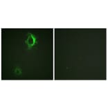 Immunofluorescence - Anti-CD5 (phospho Tyr453) Antibody (A0849) - Antibodies.com