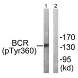 Western Blot - Anti-Bcr (phospho Tyr360) Antibody (A0776) - Antibodies.com