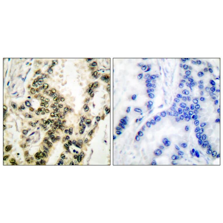 Immunohistochemistry - Anti-SRF (phospho Ser99) Antibody (A0088) - Antibodies.com