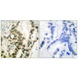 Immunohistochemistry - Anti-SRF (phospho Ser99) Antibody (A0088) - Antibodies.com
