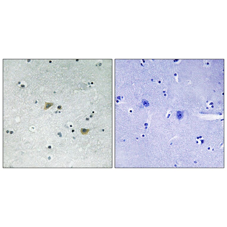 Immunohistochemistry - Anti-Src (phospho Ser75) Antibody (A8186) - Antibodies.com