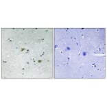 Immunohistochemistry - Anti-Src (phospho Ser75) Antibody (A8186) - Antibodies.com