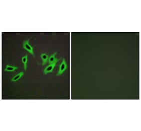 Immunofluorescence - Anti-Heparin Cofactor II Antibody (C10281) - Antibodies.com