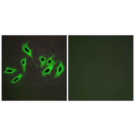 Immunofluorescence - Anti-Heparin Cofactor II Antibody (C10281) - Antibodies.com