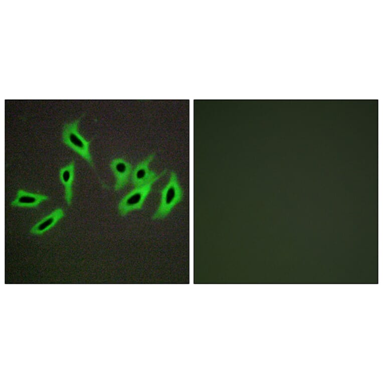 Immunofluorescence - Anti-Heparin Cofactor II Antibody (C10281) - Antibodies.com