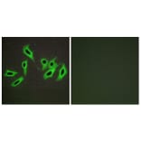 Immunofluorescence - Anti-Heparin Cofactor II Antibody (C10281) - Antibodies.com
