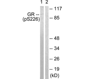 Western Blot - Anti-GR (phospho Ser226) Antibody (A0432) - Antibodies.com