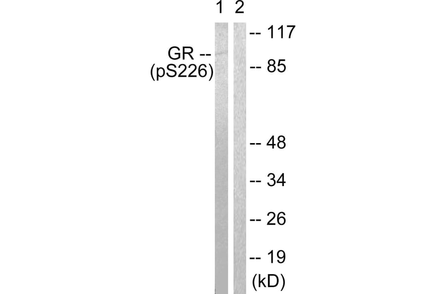 Western Blot - Anti-GR (phospho Ser226) Antibody (A0432) - Antibodies.com