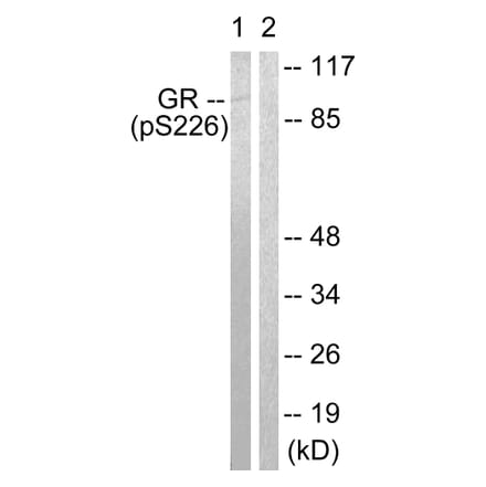 Western Blot - Anti-GR (phospho Ser226) Antibody (A0432) - Antibodies.com