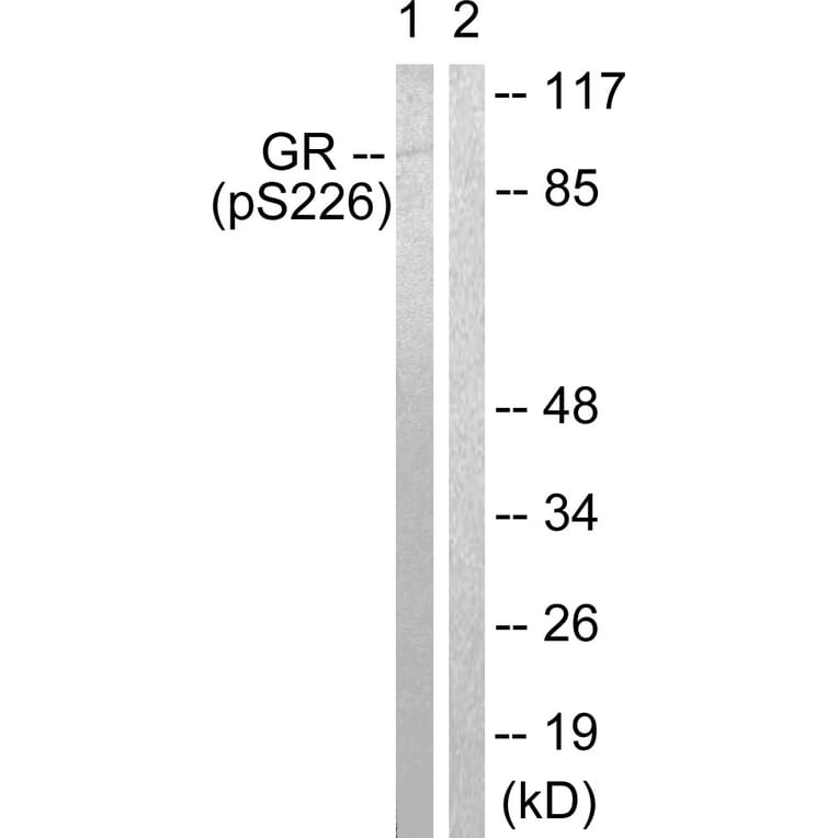 Western Blot - Anti-GR (phospho Ser226) Antibody (A0432) - Antibodies.com