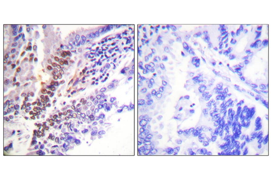 Immunohistochemistry - Anti-GR (phospho Ser226) Antibody (A0432) - Antibodies.com