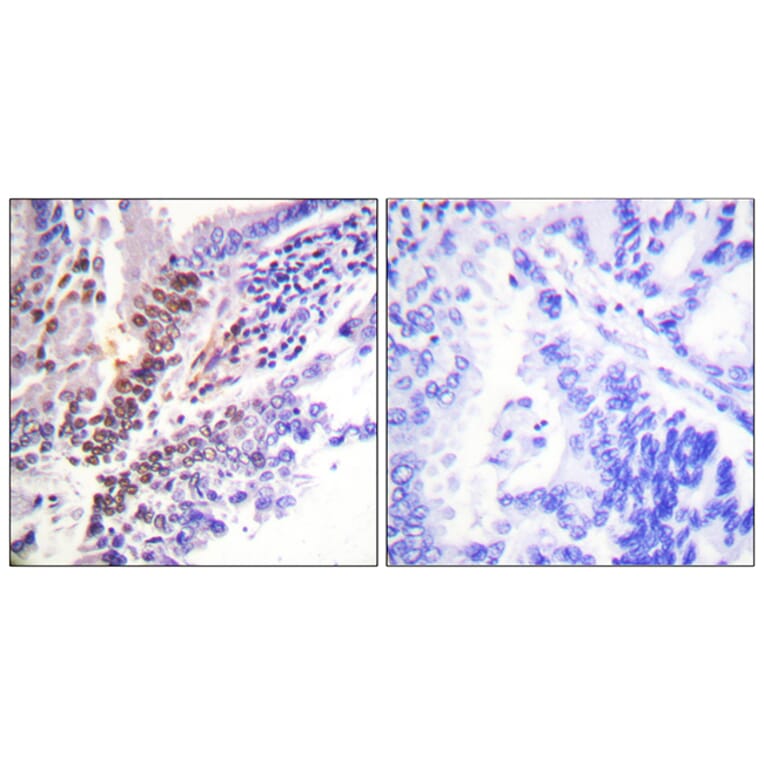 Immunohistochemistry - Anti-GR (phospho Ser226) Antibody (A0432) - Antibodies.com